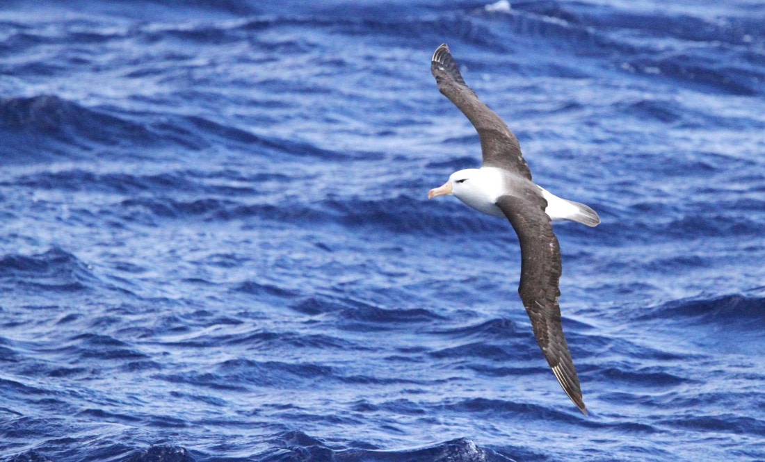 OTL29-25, Day 3, IMG_3212 © Unknown photographer - Oceanwide Expeditions.JPG