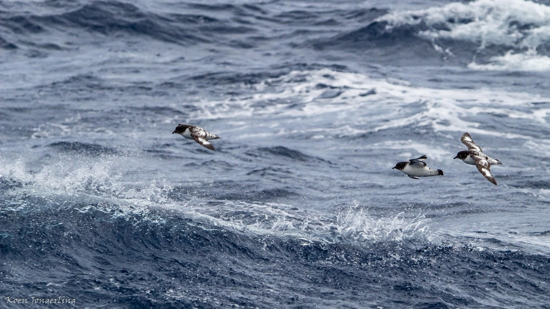 OTL29-25, Day 3, IMG_7501 © Koen Jongerling - Oceanwide Expeditions.jpg