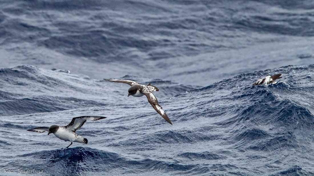 OTL29-25, Day 3, IMG_7507 © Koen Jongerling - Oceanwide Expeditions.jpg