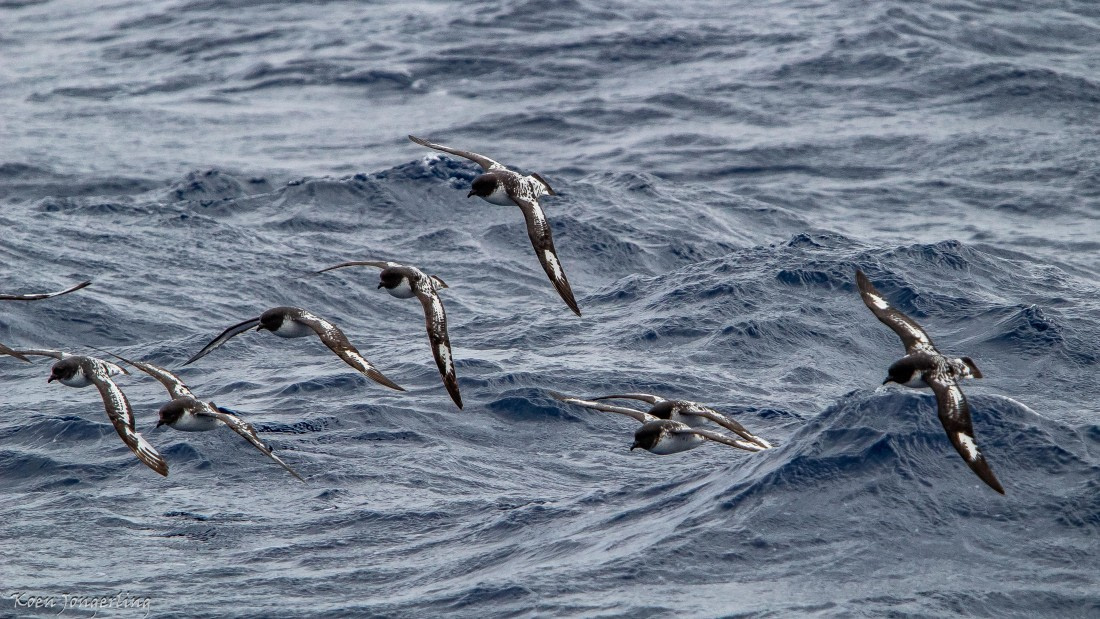 OTL29-25, Day 3, IMG_7517 © Koen Jongerling - Oceanwide Expeditions.jpg