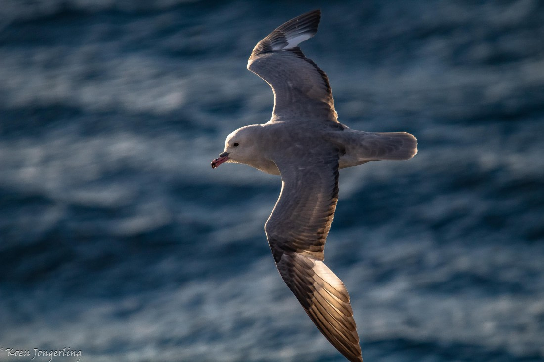 OTL29-25, Day 3, IMG_7538 © Koen Jongerling - Oceanwide Expeditions.jpg