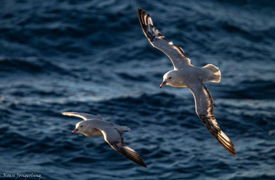 OTL29-25, Day 3, IMG_7548 © Koen Jongerling - Oceanwide Expeditions.jpg