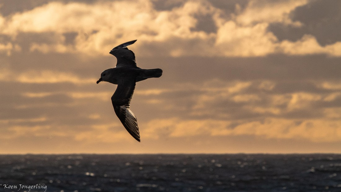 OTL29-25, Day 3, IMG_7555 © Koen Jongerling - Oceanwide Expeditions.jpg