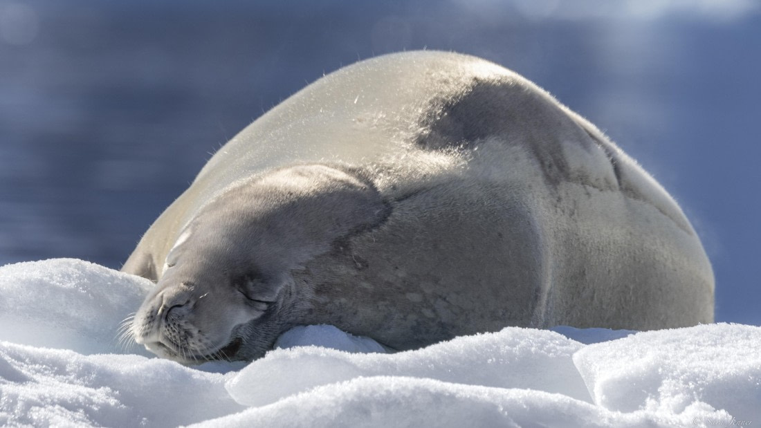 OTL29-25, Day 4, Crabeater 1 © Sara Jenner - Oceanwide Expeditions.jpg