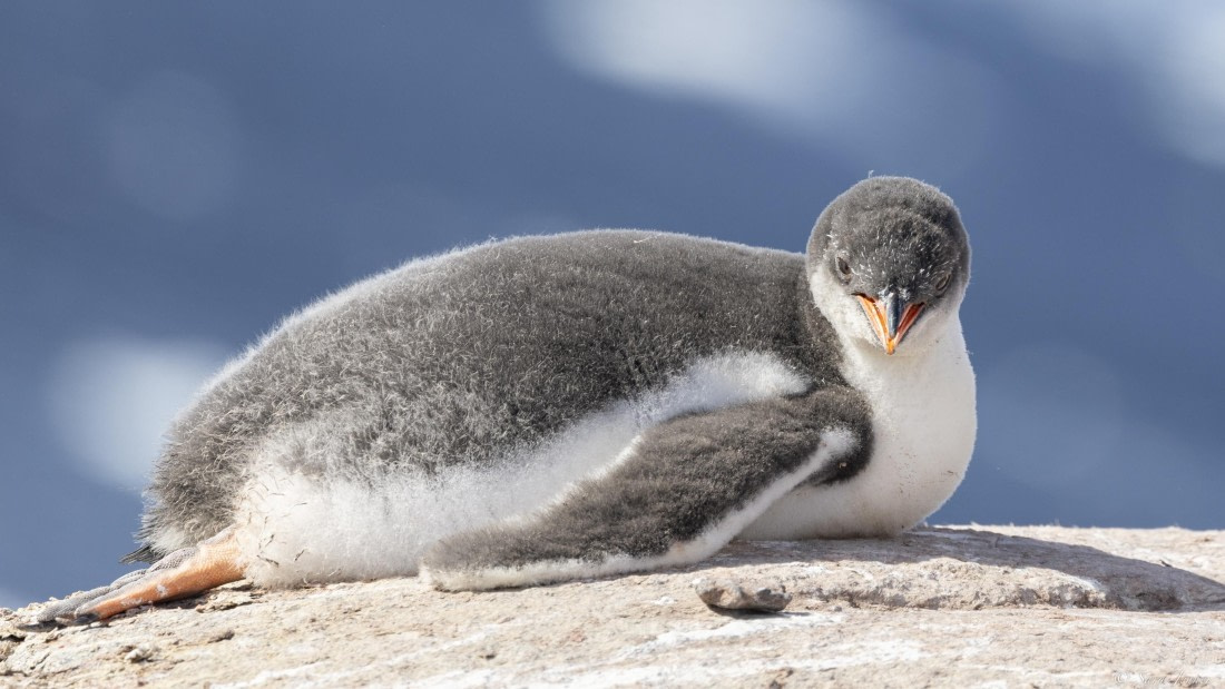 OTL29-25, Day 4, Gentoo chick © Sara Jenner - Oceanwide Expeditions.jpg
