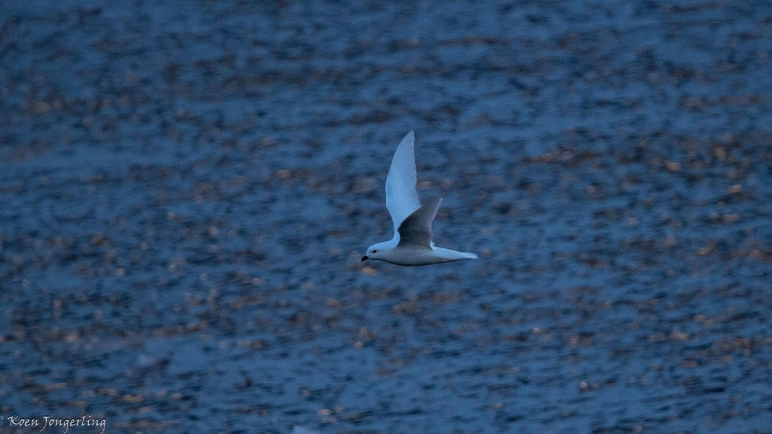 OTL29-25, Day 4, IMG_7570 © Koen Jongerling - Oceanwide Expeditions.jpg