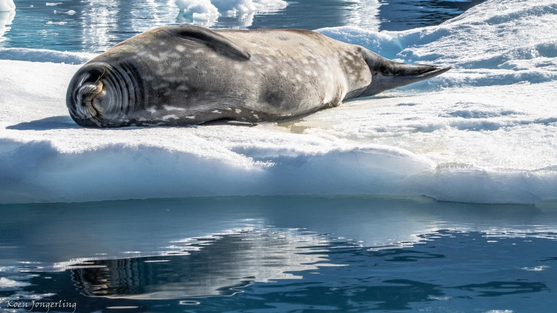 OTL29-25, Day 4, IMG_7590 © Koen Jongerling - Oceanwide Expeditions.jpg