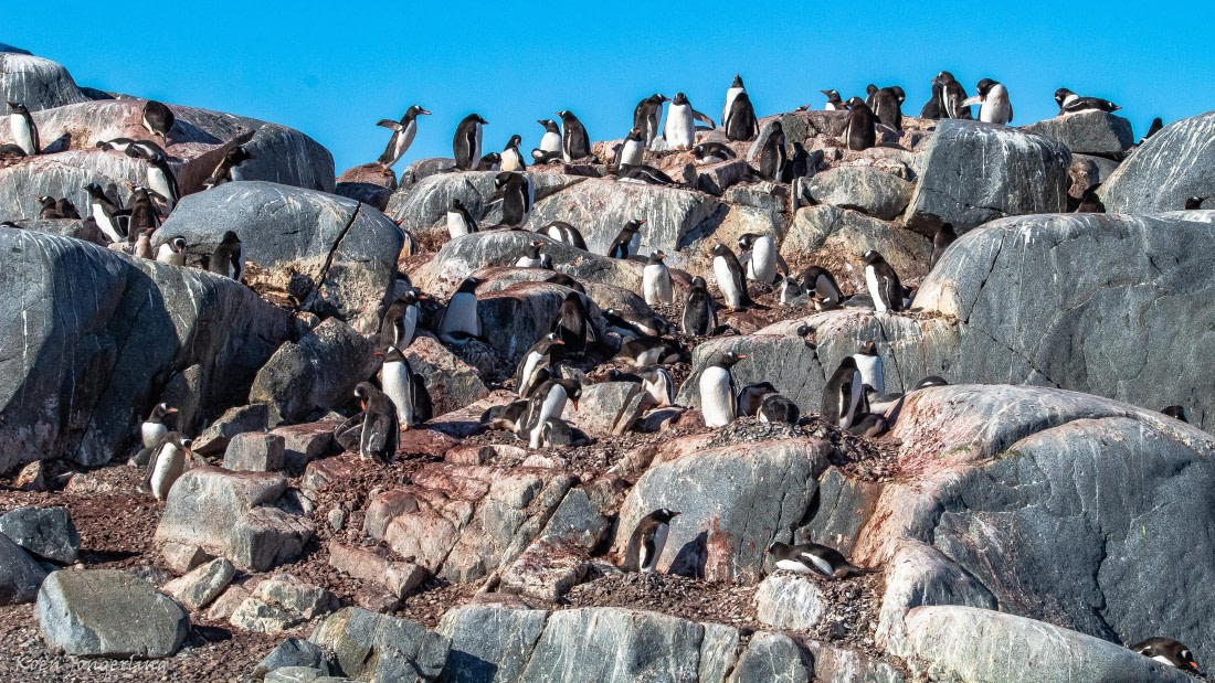 OTL29-25, Day 4, IMG_7595 © Koen Jongerling - Oceanwide Expeditions.jpg