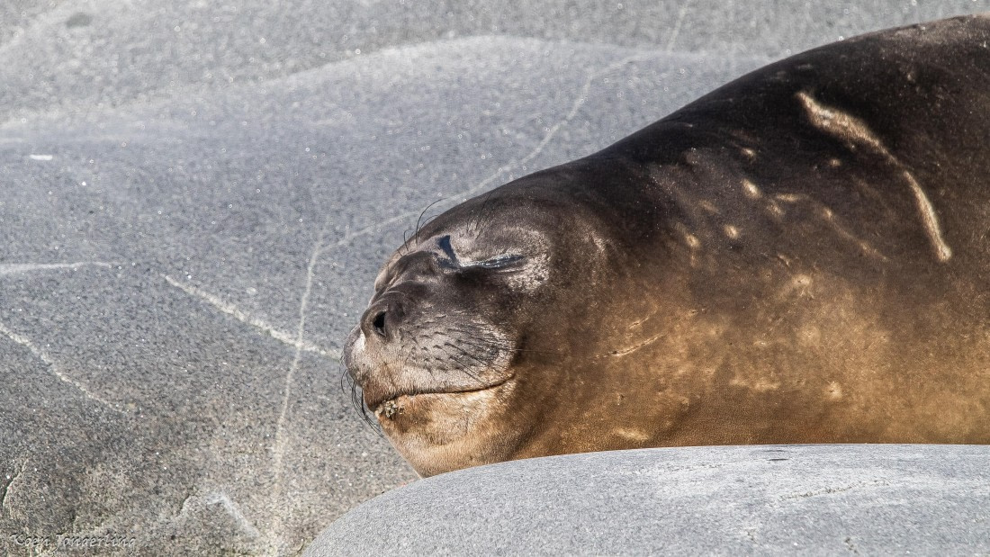 OTL29-25, Day 4, IMG_7612 © Koen Jongerling - Oceanwide Expeditions.jpg