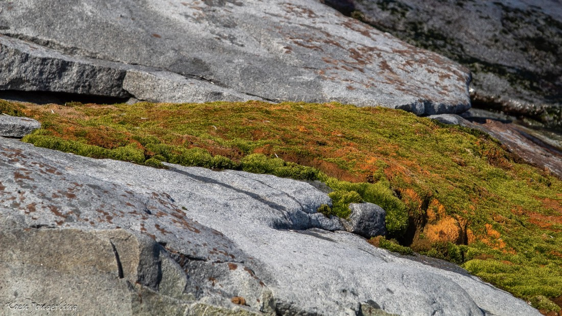 OTL29-25, Day 4, IMG_7626 © Koen Jongerling - Oceanwide Expeditions.jpg