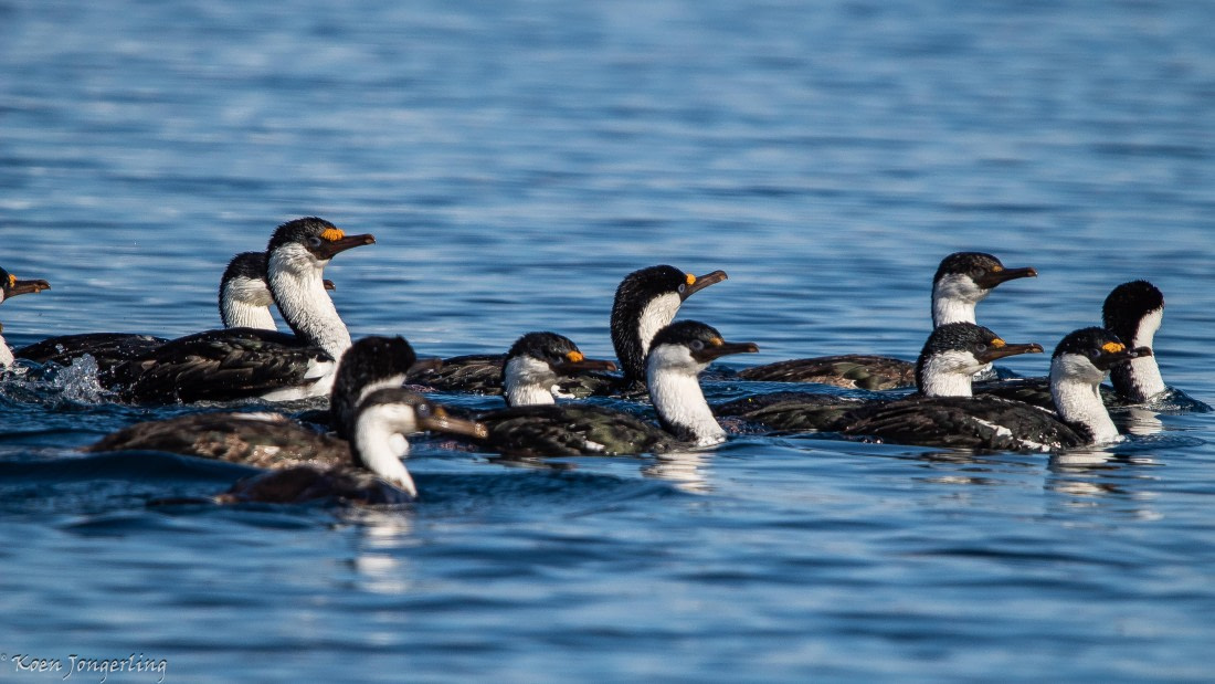 OTL29-25, Day 4, IMG_7630 © Koen Jongerling - Oceanwide Expeditions.jpg