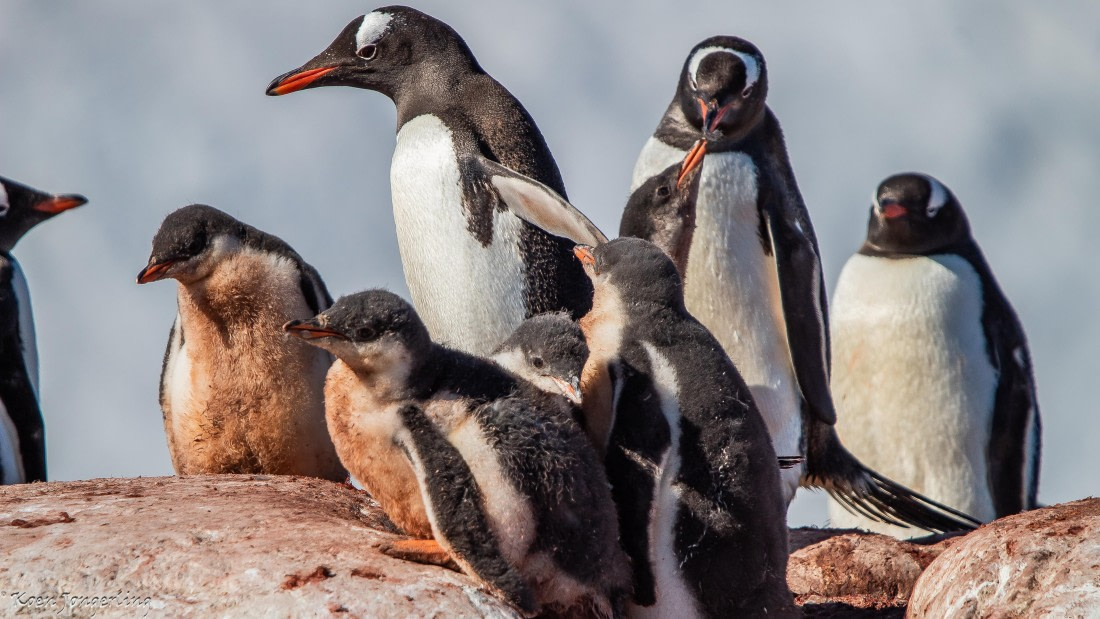 OTL29-25, Day 4, IMG_7641 © Koen Jongerling - Oceanwide Expeditions.jpg