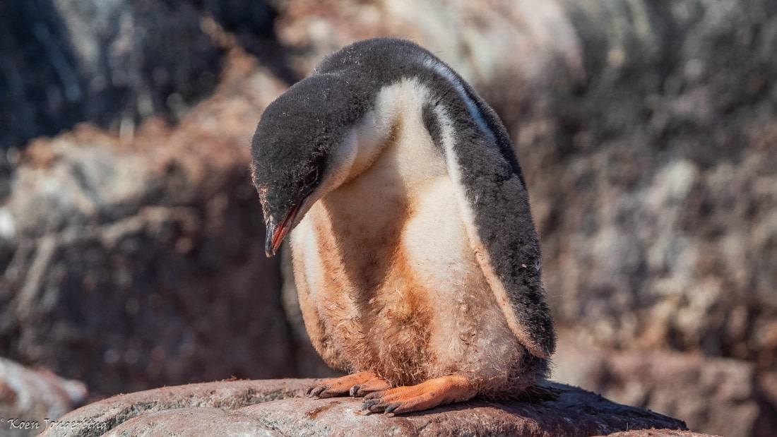 OTL29-25, Day 4, IMG_7644 © Koen Jongerling - Oceanwide Expeditions.jpg