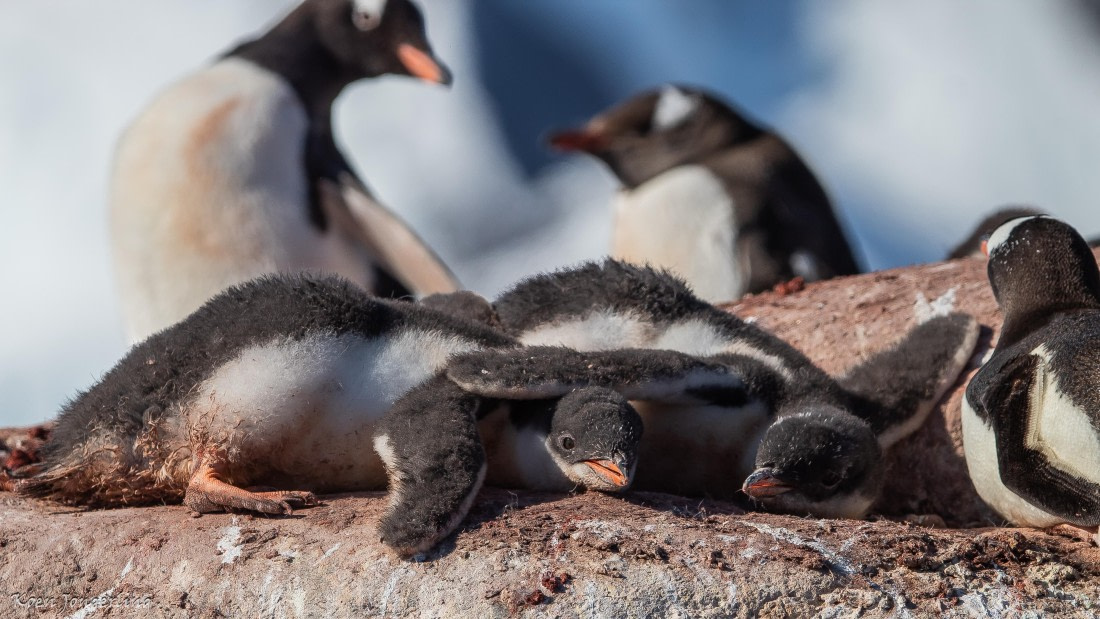 OTL29-25, Day 4, IMG_7647 © Koen Jongerling - Oceanwide Expeditions.jpg