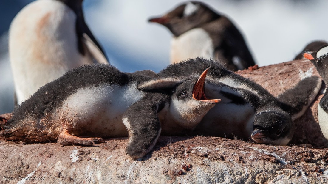OTL29-25, Day 4, IMG_7648 © Koen Jongerling - Oceanwide Expeditions.jpg