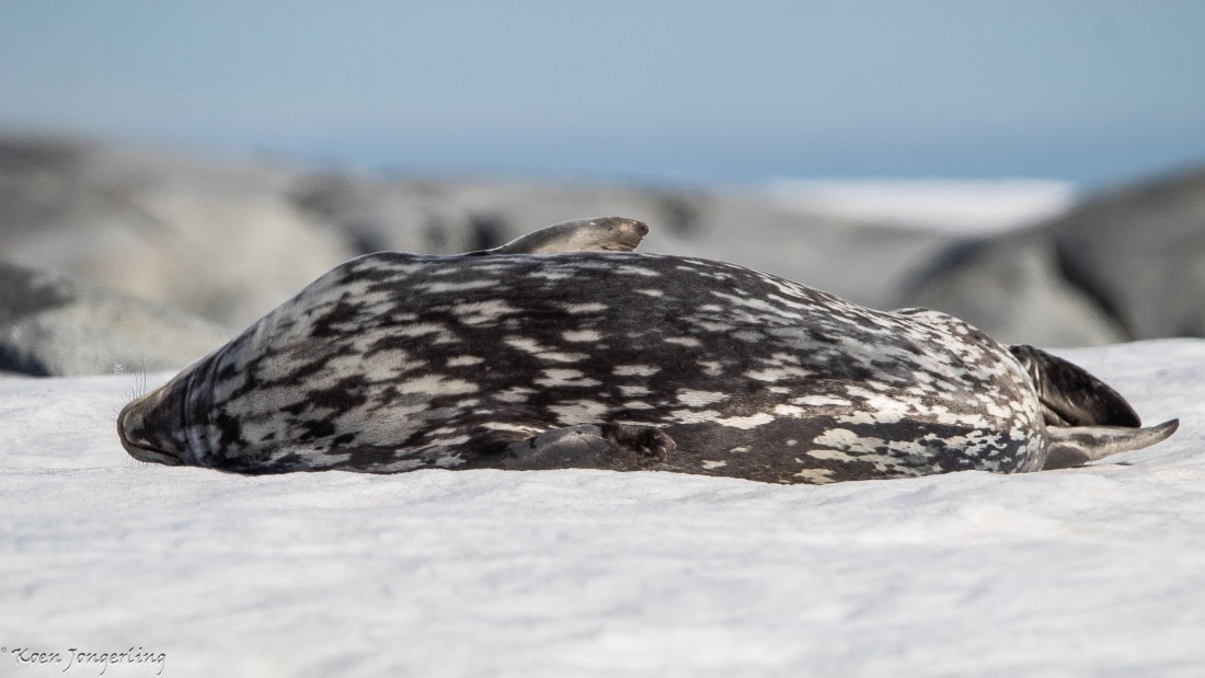 OTL29-25, Day 4, IMG_7651 © Koen Jongerling - Oceanwide Expeditions.jpg