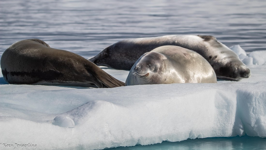 OTL29-25, Day 4, IMG_7672 © Koen Jongerling - Oceanwide Expeditions.jpg