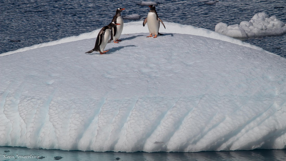 OTL29-25, Day 4, IMG_7703 © Koen Jongerling - Oceanwide Expeditions.jpg