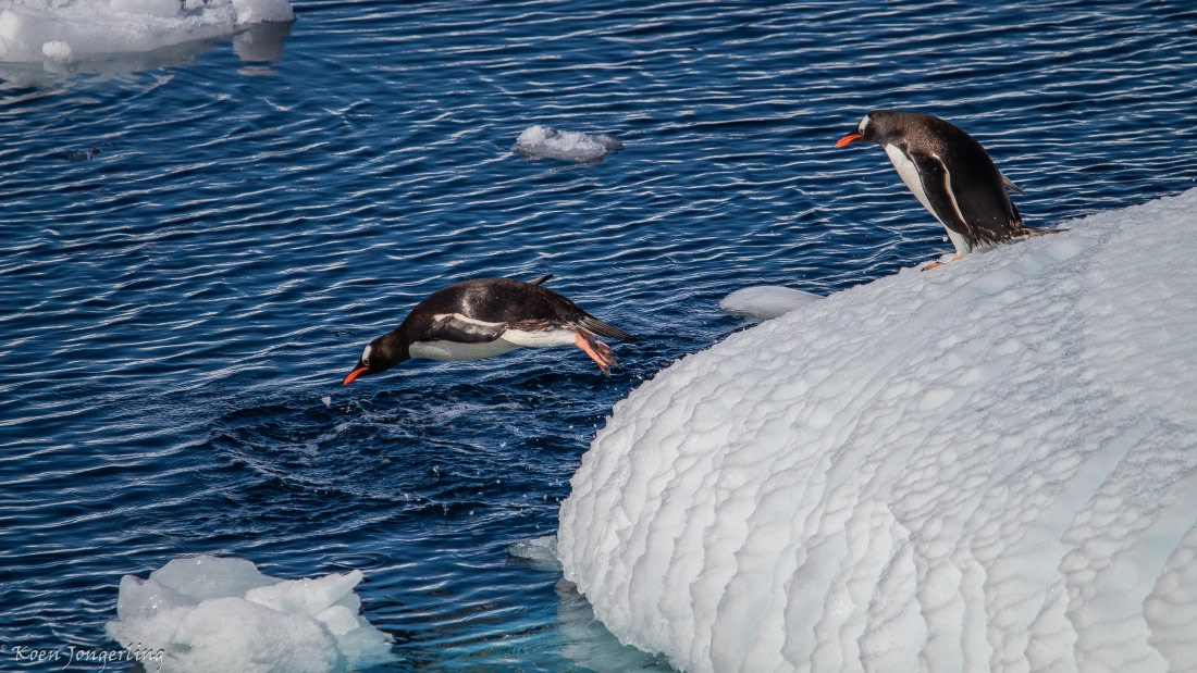 OTL29-25, Day 4, IMG_7705 © Koen Jongerling - Oceanwide Expeditions.jpg