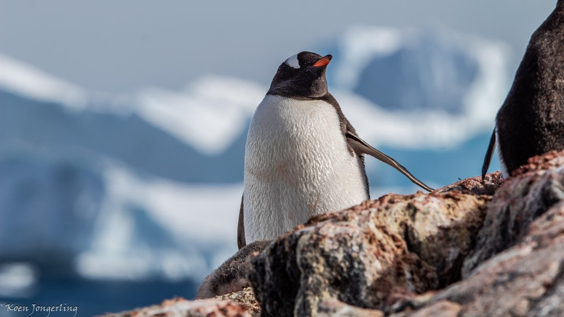 OTL29-25, Day 4, IMG_7739 © Koen Jongerling - Oceanwide Expeditions.jpg