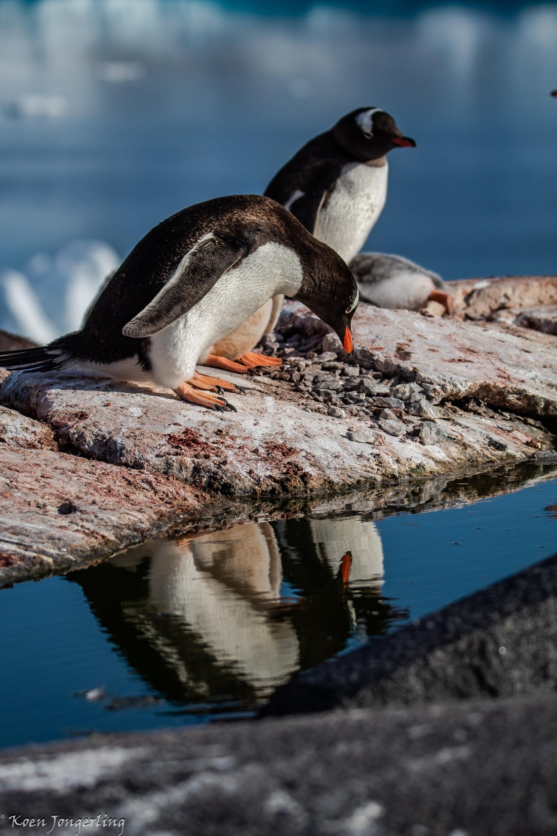 OTL29-25, Day 4, IMG_7792 © Koen Jongerling - Oceanwide Expeditions.jpg