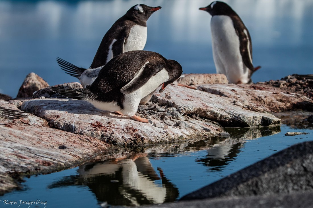 OTL29-25, Day 4, IMG_7795 © Koen Jongerling - Oceanwide Expeditions.jpg