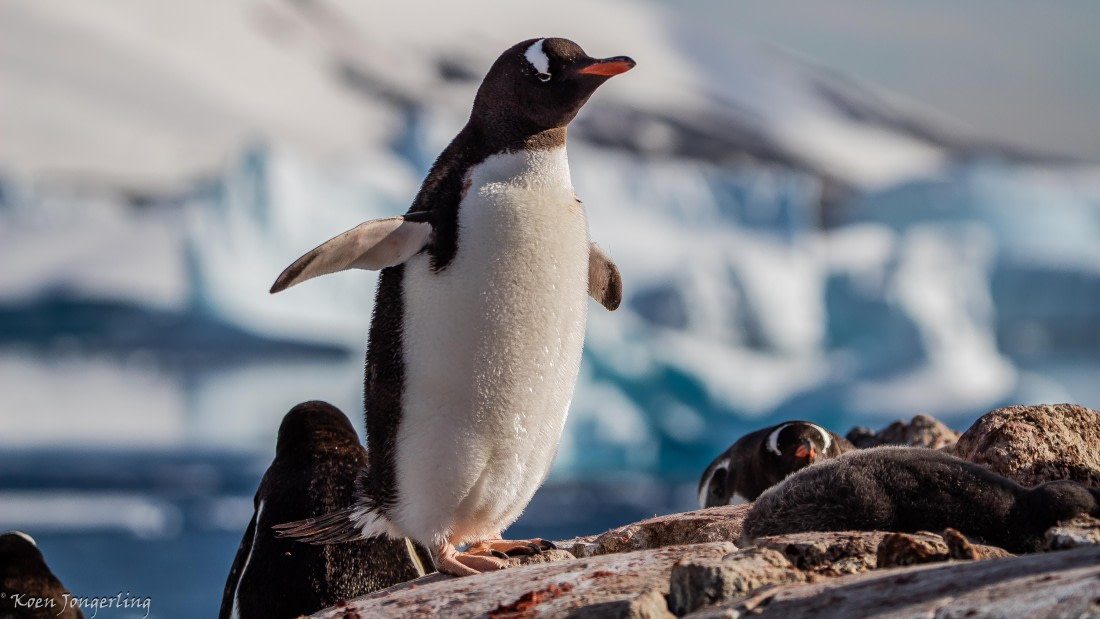 OTL29-25, Day 4, IMG_7801 © Koen Jongerling - Oceanwide Expeditions.jpg