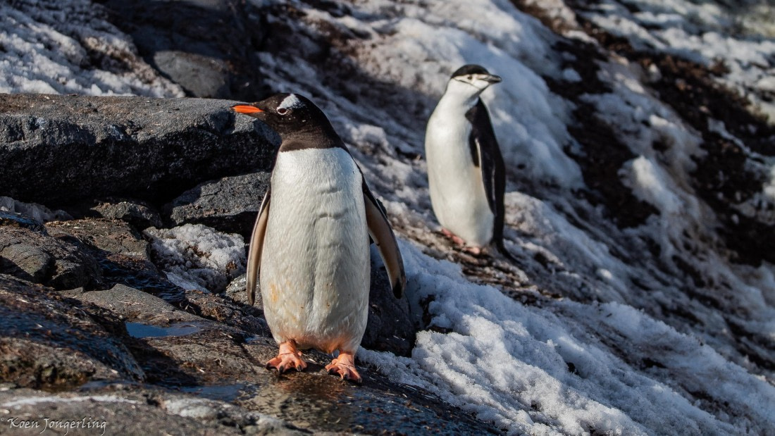 OTL29-25, Day 4, IMG_7803 © Koen Jongerling - Oceanwide Expeditions.jpg