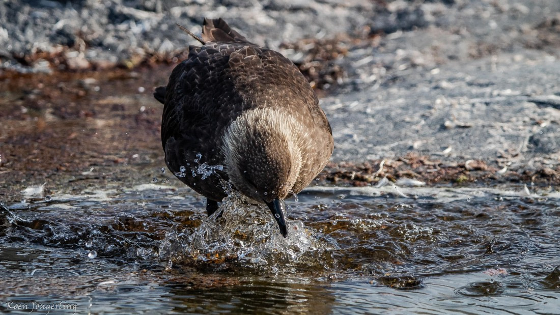 OTL29-25, Day 4, IMG_7814 © Koen Jongerling - Oceanwide Expeditions.jpg
