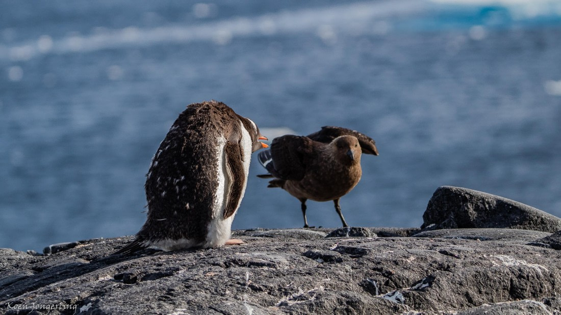 OTL29-25, Day 4, IMG_7820 © Koen Jongerling - Oceanwide Expeditions.jpg