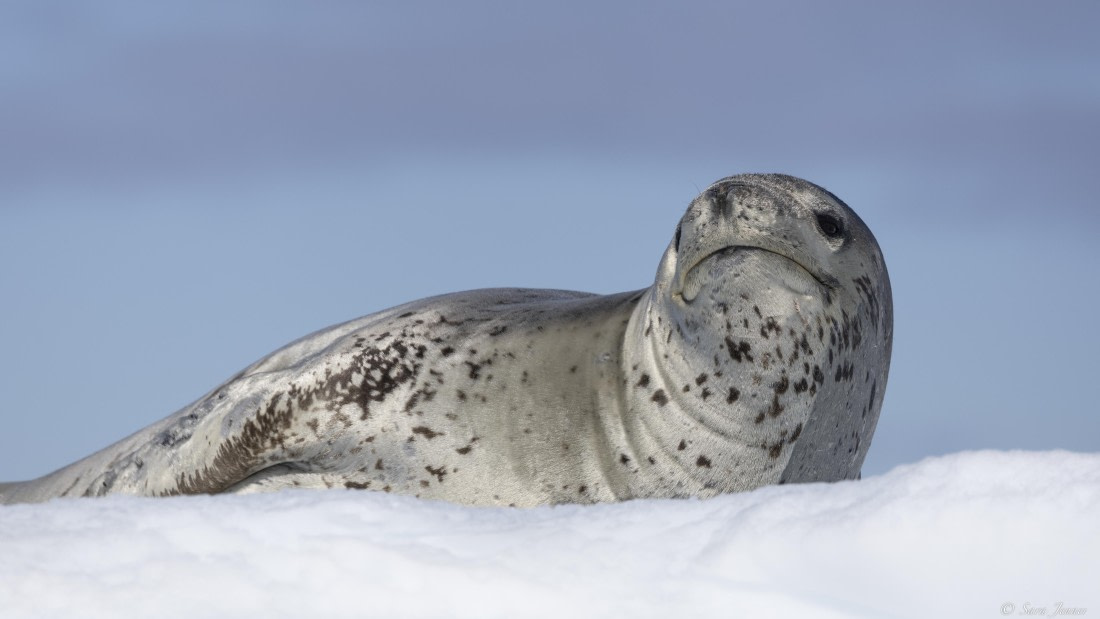 OTL29-25, Day 4, Leopard Seal 1 © Sara Jenner - Oceanwide Expeditions.jpg