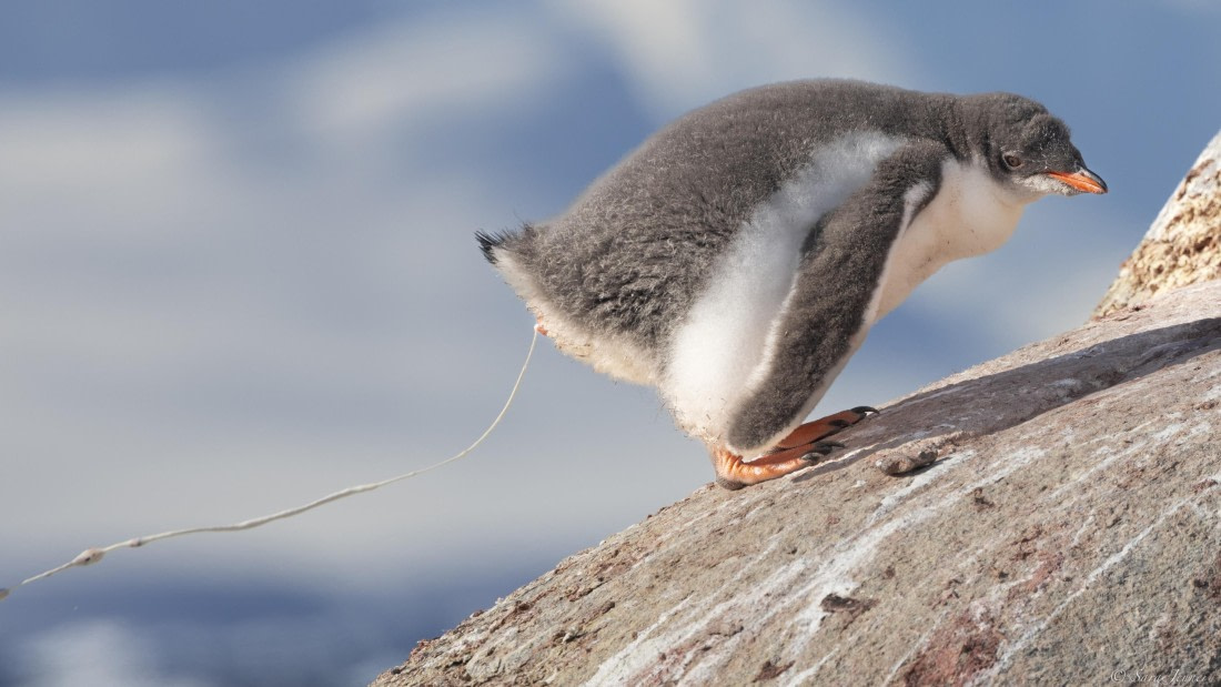 OTL29-25, Day 4, Shit happens © Sara Jenner - Oceanwide Expeditions.jpg