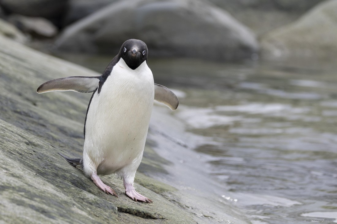 OTL29-25, Day 5, Adelie at shoreline © Sara Jenner - Oceanwide Expeditions.jpg