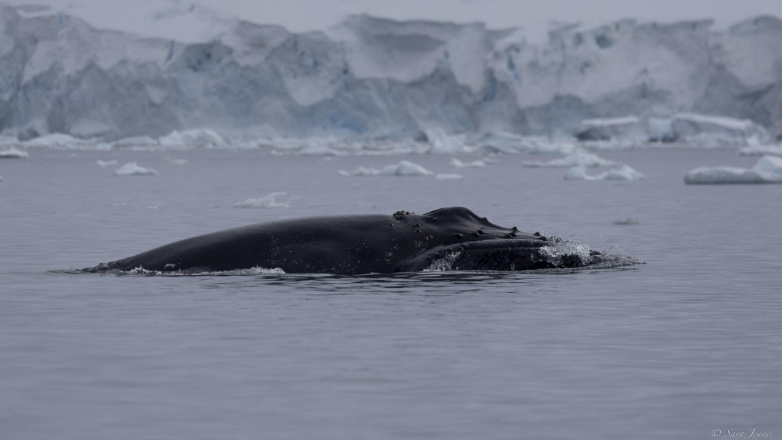 OTL29-25, Day 5, Humpback 1 (2) © Sara Jenner - Oceanwide Expeditions.jpg