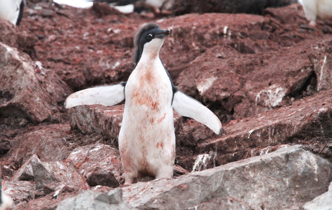 OTL29-25, Day 5, IMG_3427 © Unknown photographer - Oceanwide Expeditions.JPG