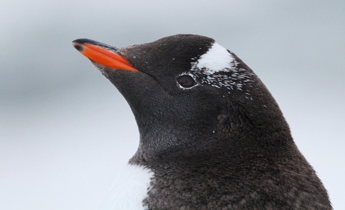 OTL29-25, Day 5, IMG_3451 © Unknown photographer - Oceanwide Expeditions.JPG