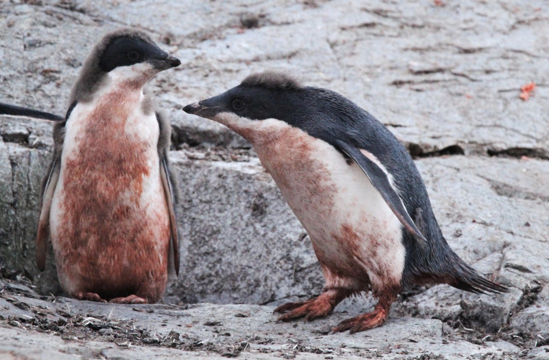 OTL29-25, Day 5, IMG_3454 © Unknown photographer - Oceanwide Expeditions.JPG