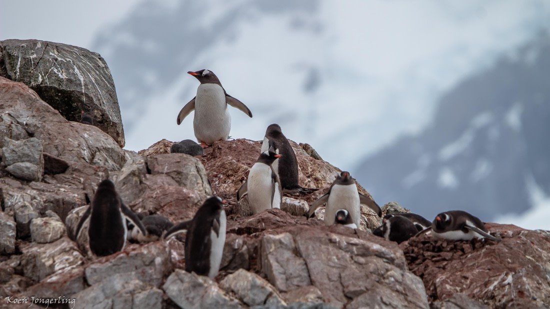 OTL29-25, Day 5, IMG_7852 © Koen Jongerling - Oceanwide Expeditions.jpg