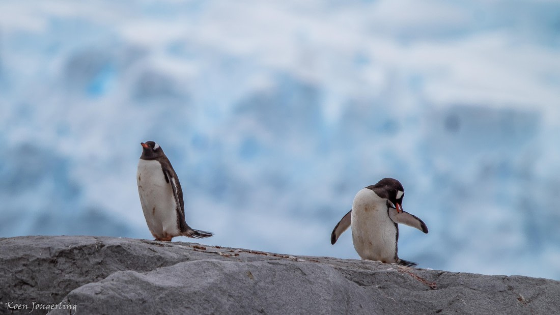 OTL29-25, Day 5, IMG_7853 © Koen Jongerling - Oceanwide Expeditions.jpg