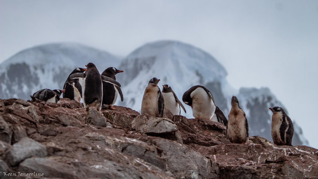 OTL29-25, Day 5, IMG_7861 © Koen Jongerling - Oceanwide Expeditions.jpg