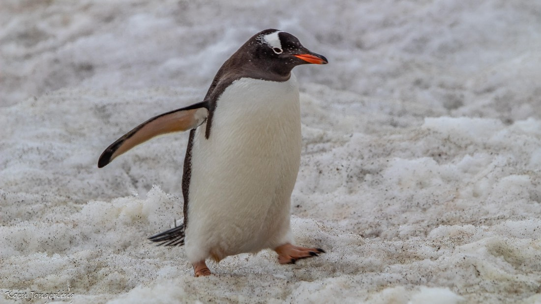 OTL29-25, Day 5, IMG_7880 © Koen Jongerling - Oceanwide Expeditions.jpg