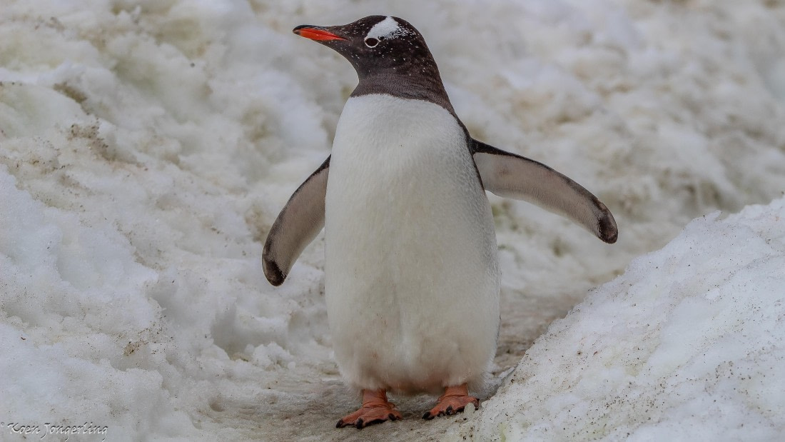 OTL29-25, Day 5, IMG_7894 © Koen Jongerling - Oceanwide Expeditions.jpg