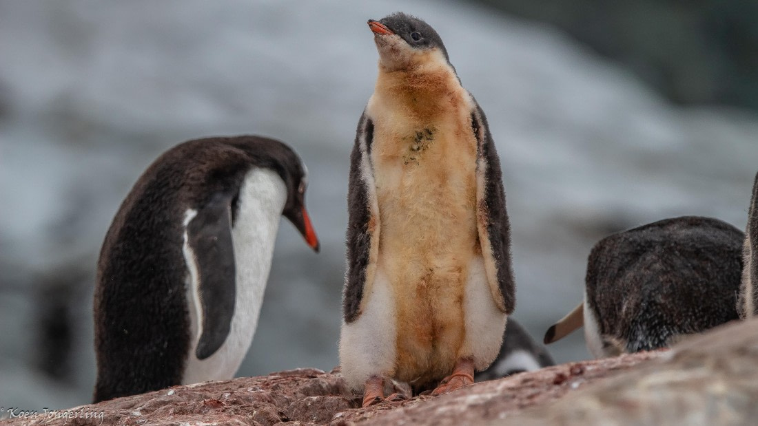 OTL29-25, Day 5, IMG_7906 © Koen Jongerling - Oceanwide Expeditions.jpg