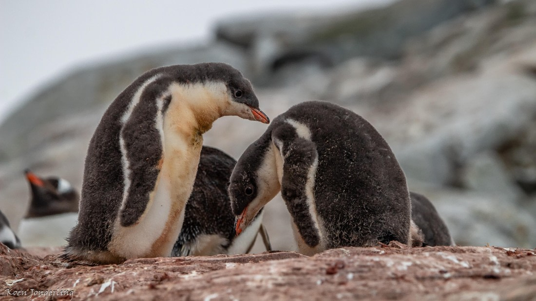 OTL29-25, Day 5, IMG_7907 © Koen Jongerling - Oceanwide Expeditions.jpg