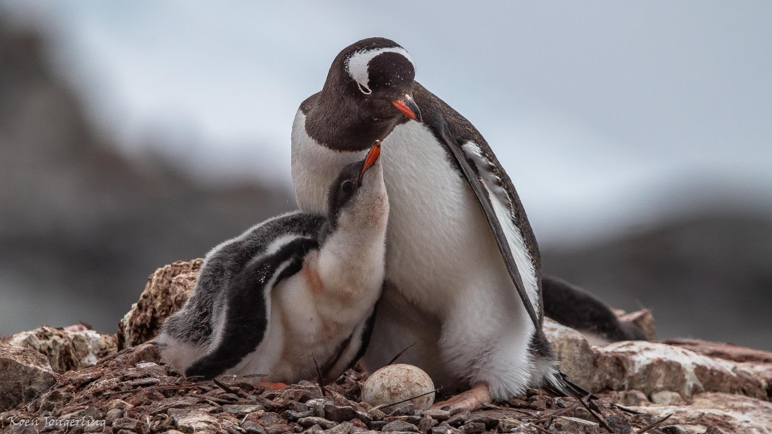 OTL29-25, Day 5, IMG_7915 © Koen Jongerling - Oceanwide Expeditions.jpg