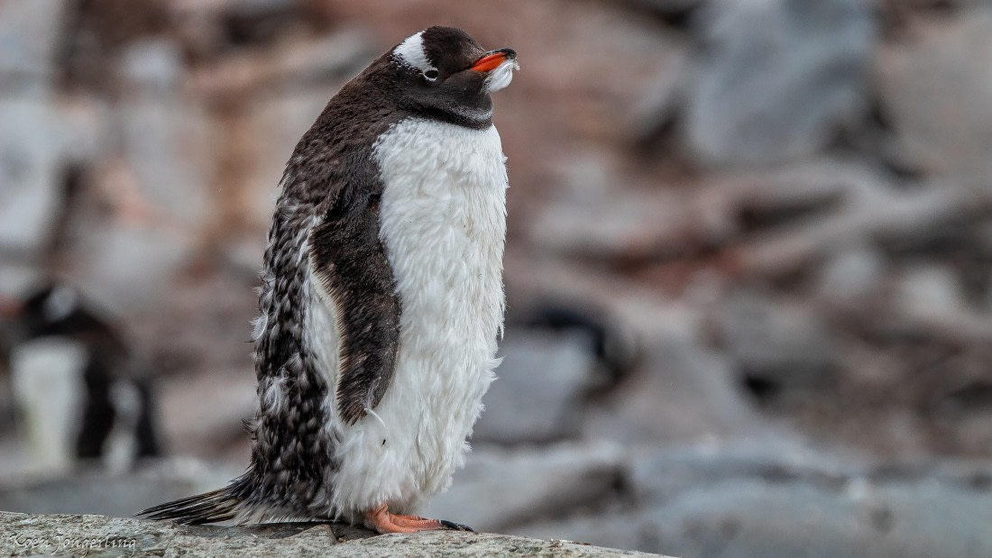 OTL29-25, Day 5, IMG_7930 © Koen Jongerling - Oceanwide Expeditions.jpg