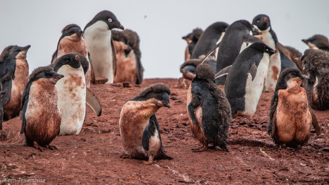 OTL29-25, Day 5, IMG_7936 © Koen Jongerling - Oceanwide Expeditions.jpg