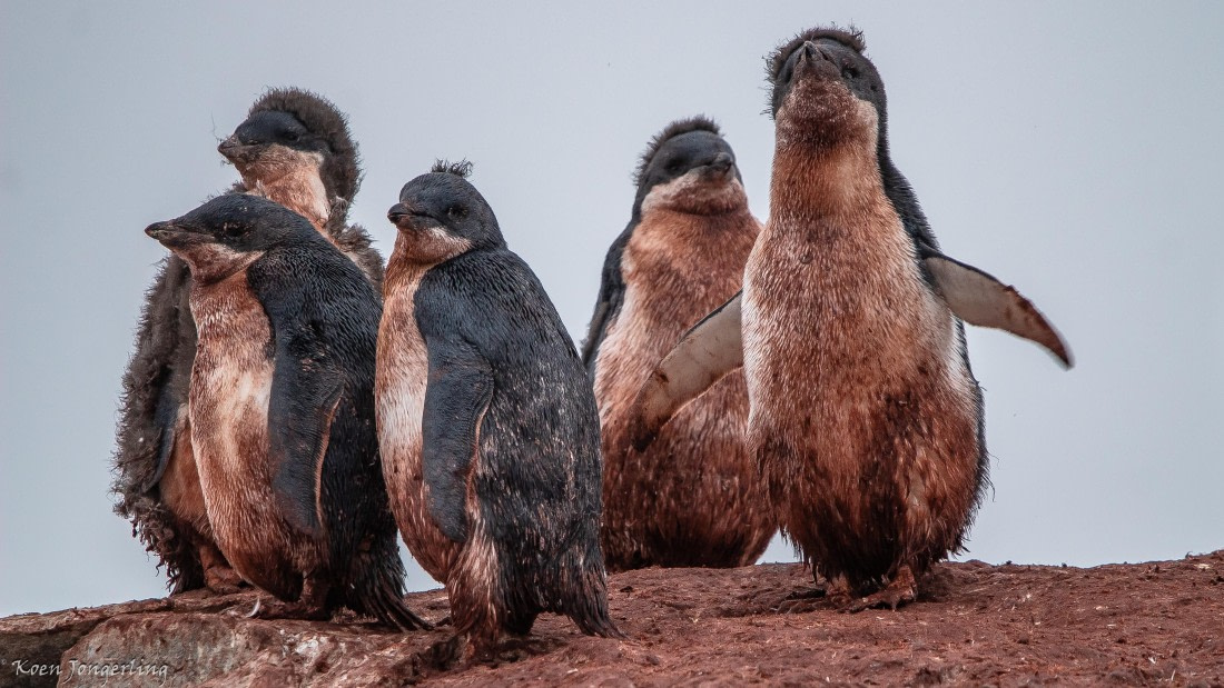 OTL29-25, Day 5, IMG_7947 © Koen Jongerling - Oceanwide Expeditions.jpg