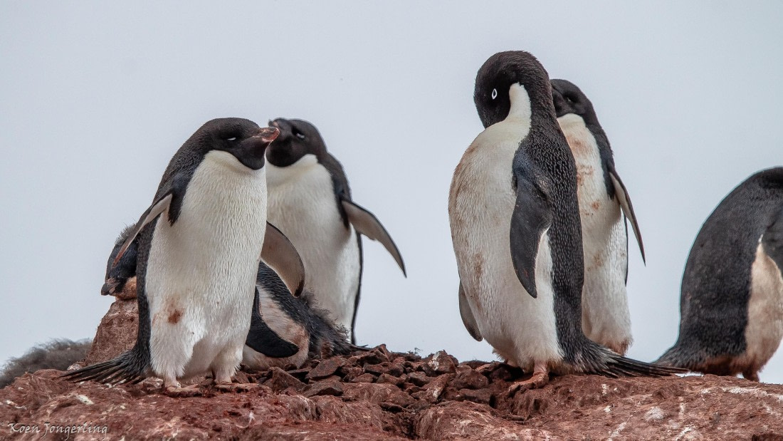 OTL29-25, Day 5, IMG_7958 © Koen Jongerling - Oceanwide Expeditions.jpg