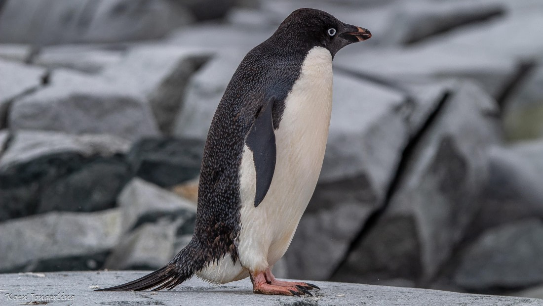 OTL29-25, Day 5, IMG_7960 © Koen Jongerling - Oceanwide Expeditions.jpg